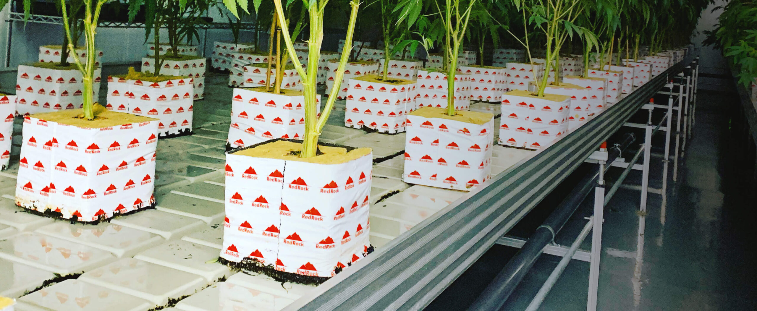 Why You Should Be Using Stonewool Grow Media?