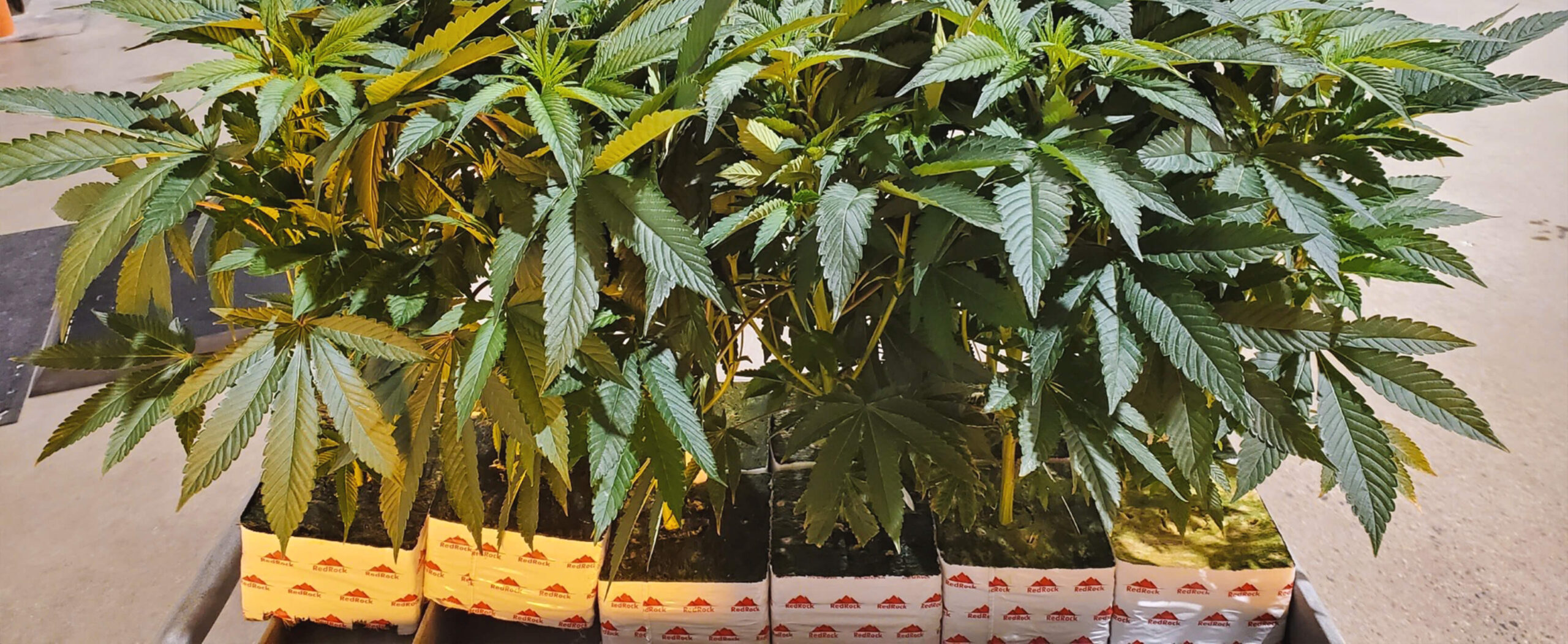 Growing Cannabis in Stonewool