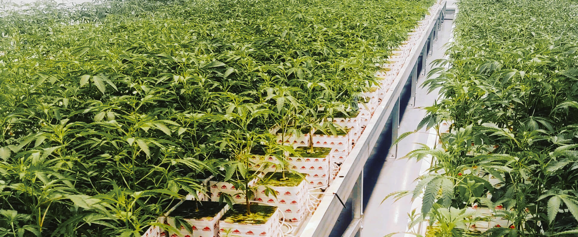 Growing Hemp with Stonewool