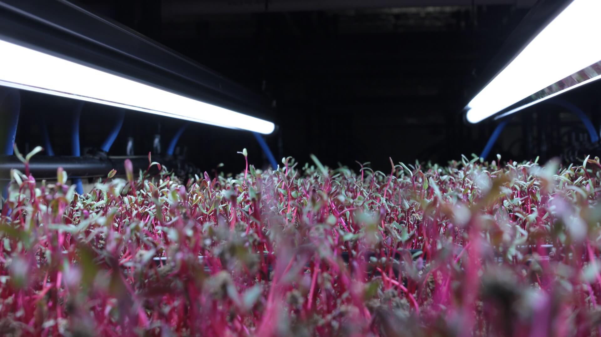 Stonewool and Microgreens