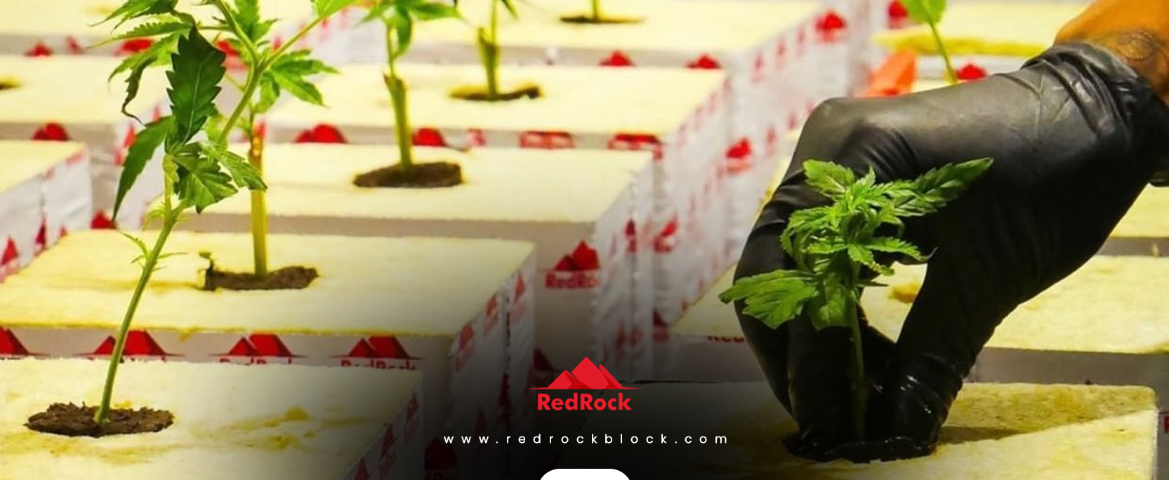 Transplanting with RedRock Block Stonewool Grow Media