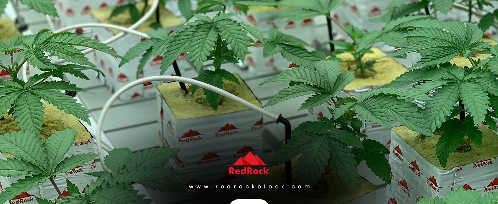 Stonewool Grow Media and Fertigation Systems