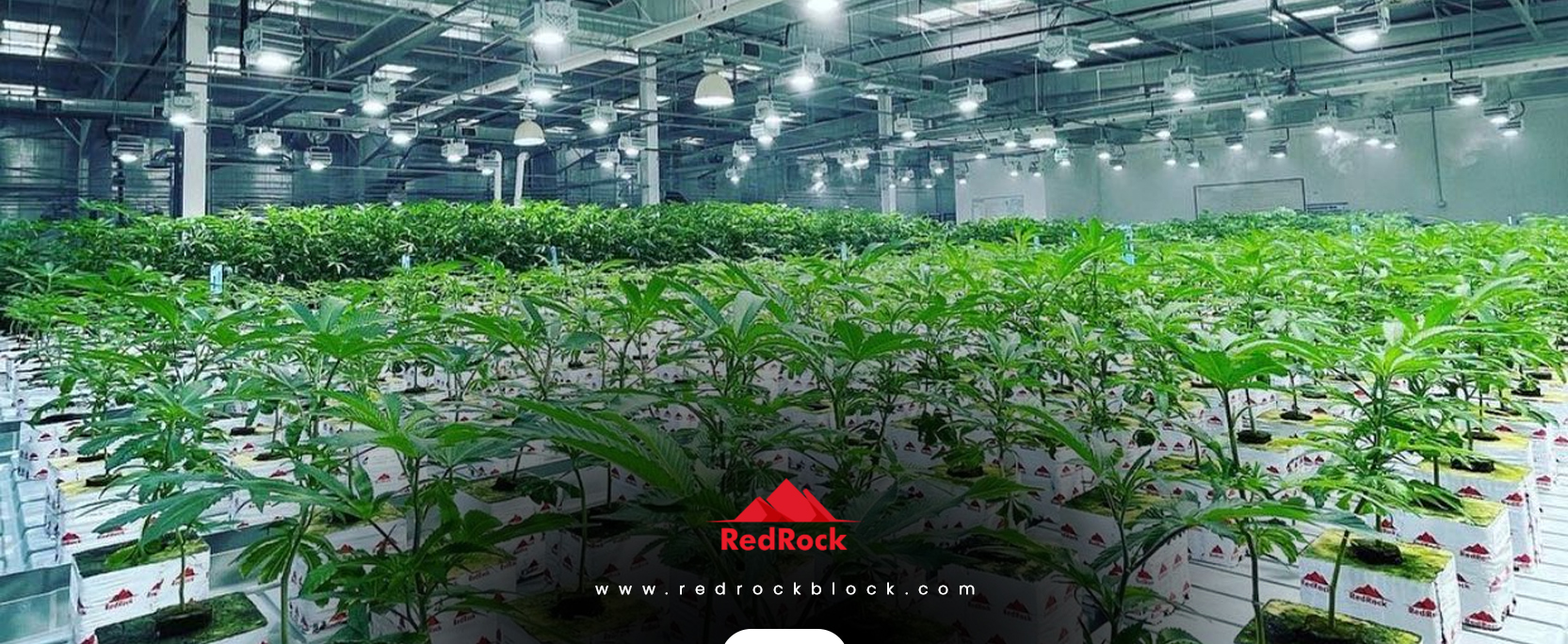 Mitigating Plant Pests and Plant Disease With Stonewool Grow Media