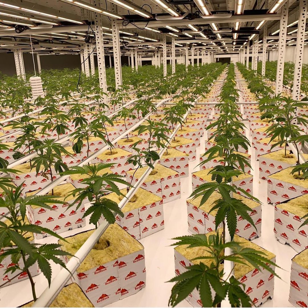 Commercial Greenhouses