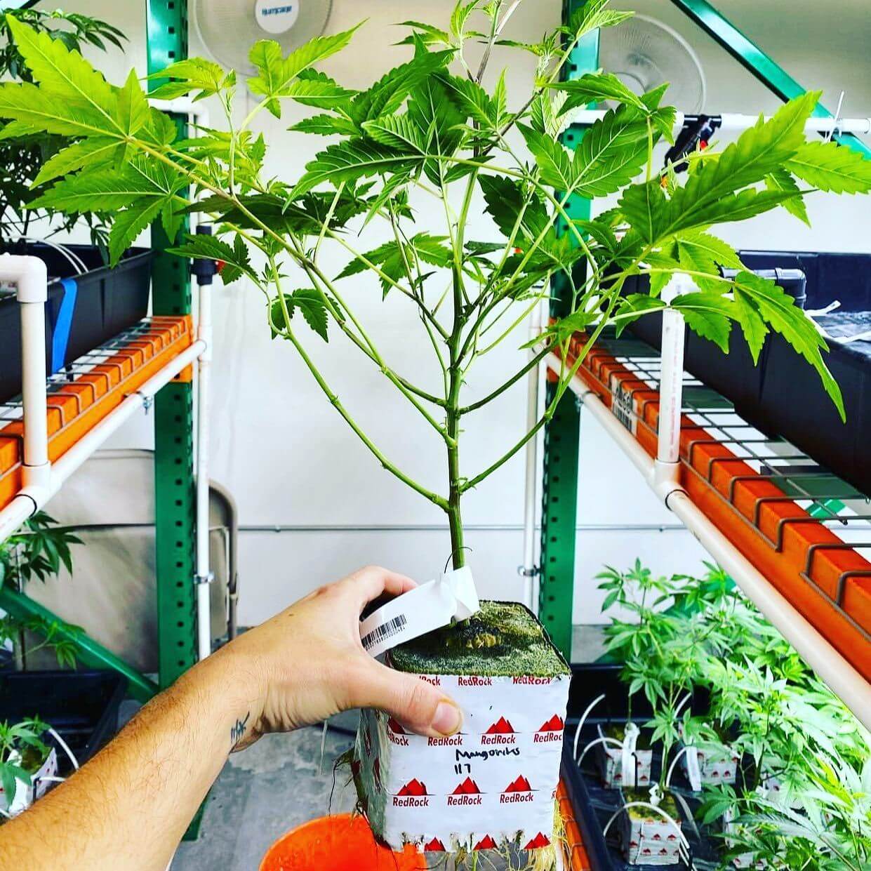 Flowering and ripening