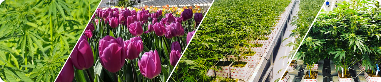 Exploring Our Product Collection