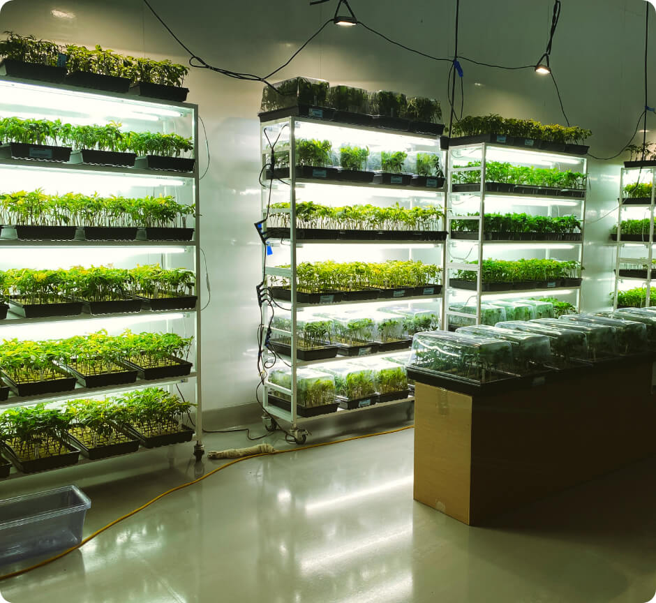 stonewool starter trays