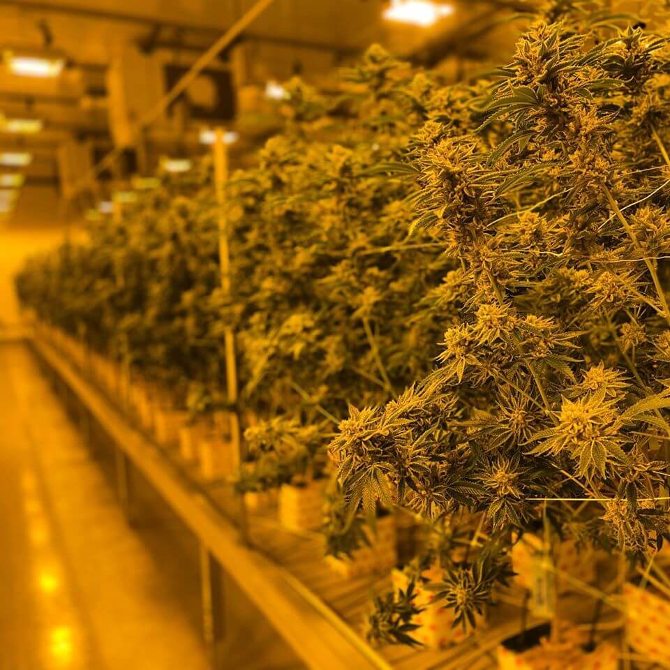 cannabis-stonewool-blocks