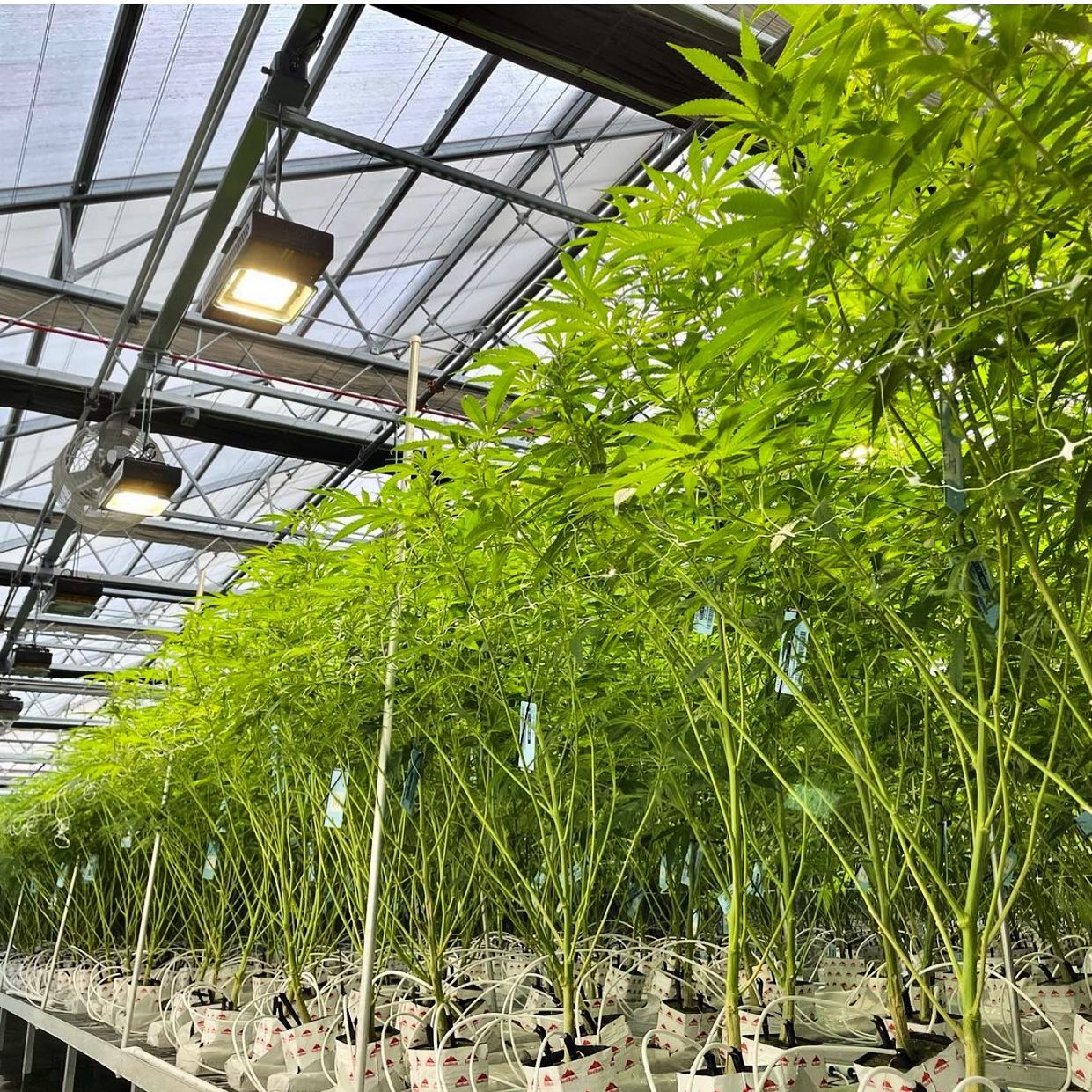 drip-irrigation-system-grow media