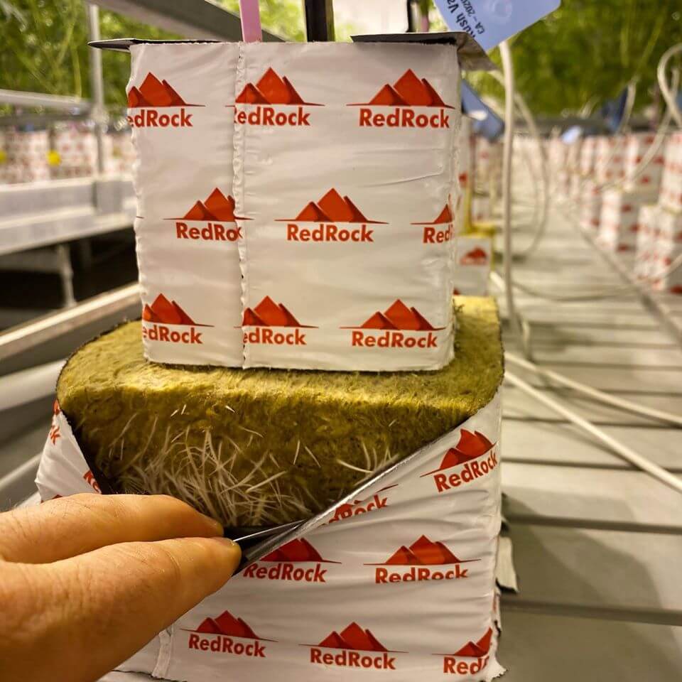 flowering-stonewool-grow-media