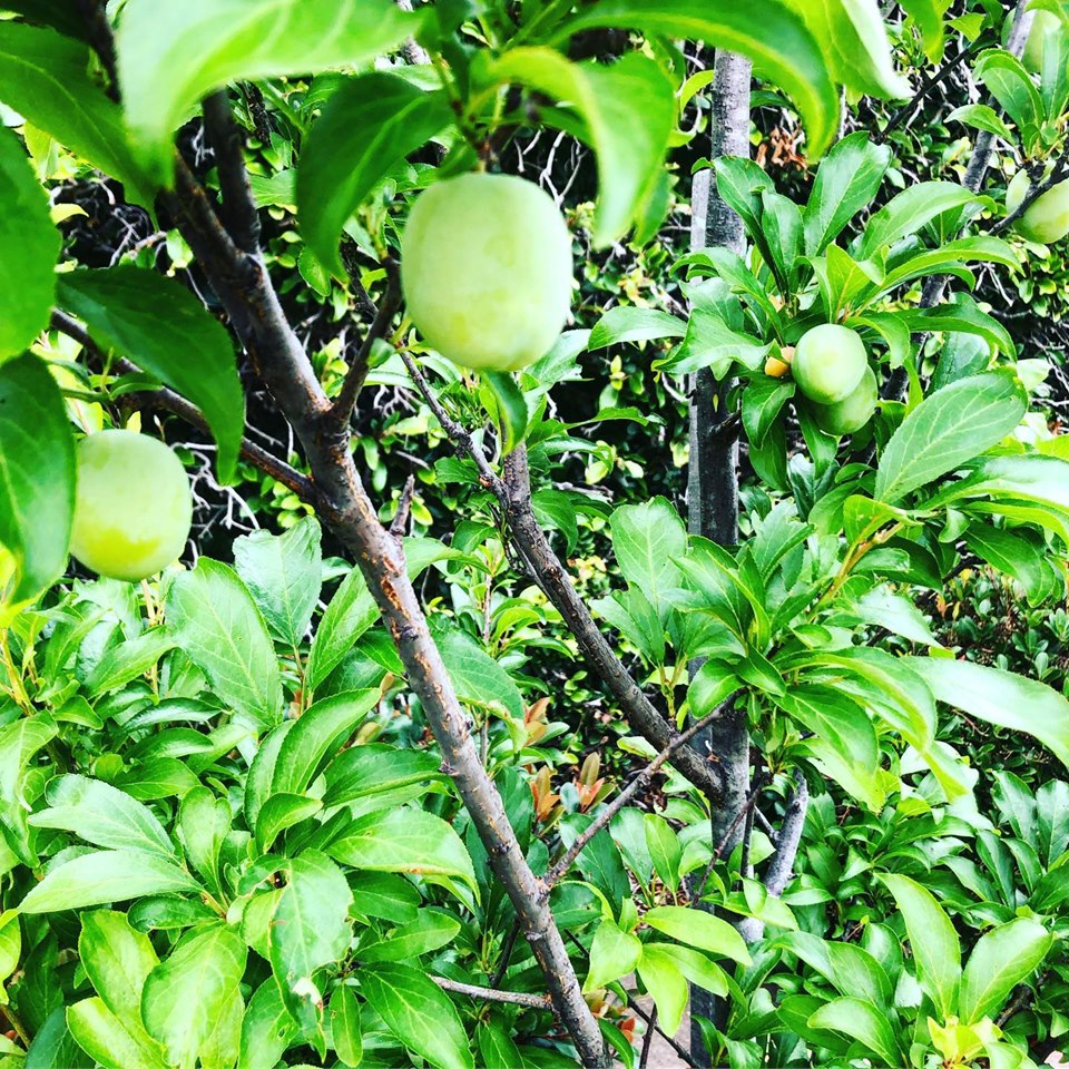 grow fruit trees
