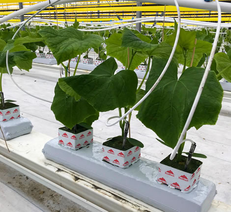 grow-vegetables-stonewool