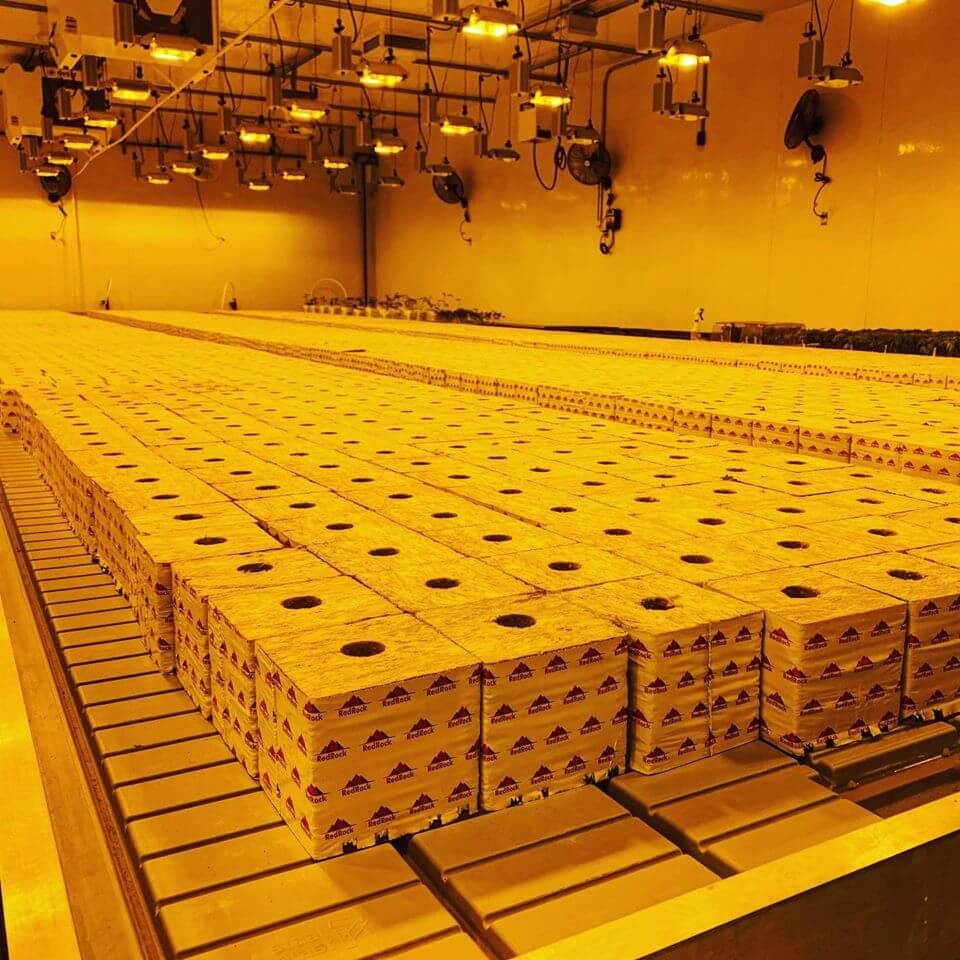 indoor-rockwool-grow-cubes