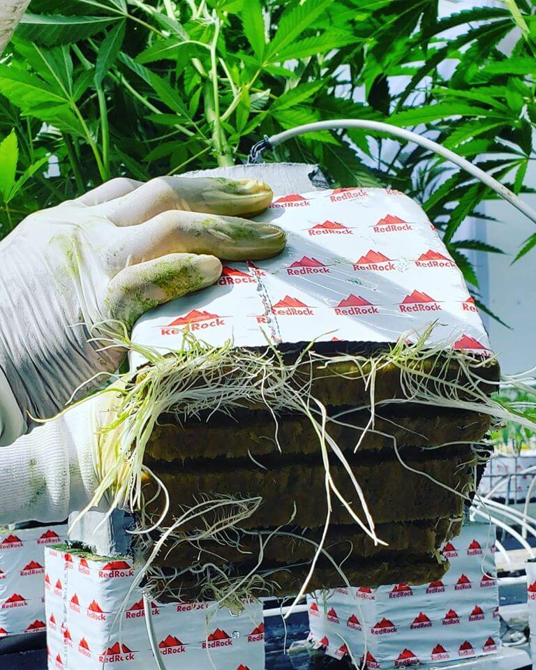 stonewool-blocks-and-drip-irrigation-systems