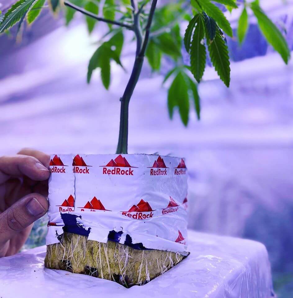 stonewool-grow-block