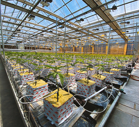 stonewool grow block video